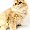 Pedigree British Long Hair Kitten Looking For New Home-0