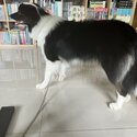 Border collie looking for a pet friendly family-0