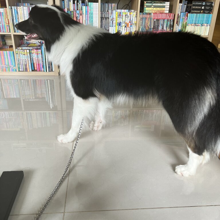 Border collie looking for a pet friendly family