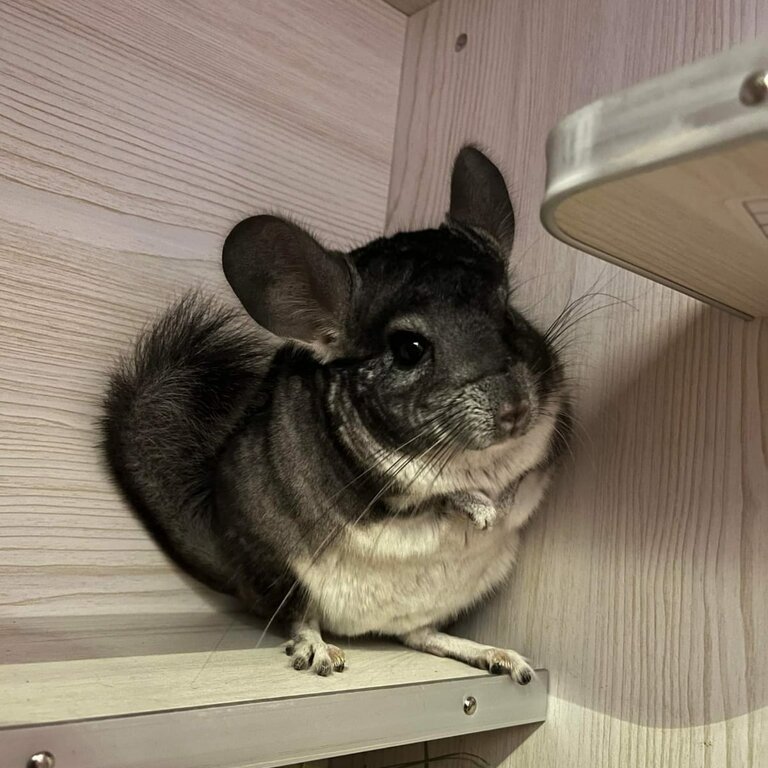 Chinchilla