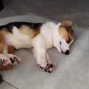 lovely corgi looking for a new home -5