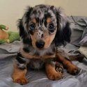 Adorable Dachshund Puppies for adoption-3