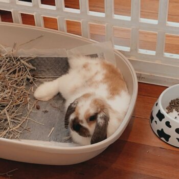 Holland lop rabbit for sale 