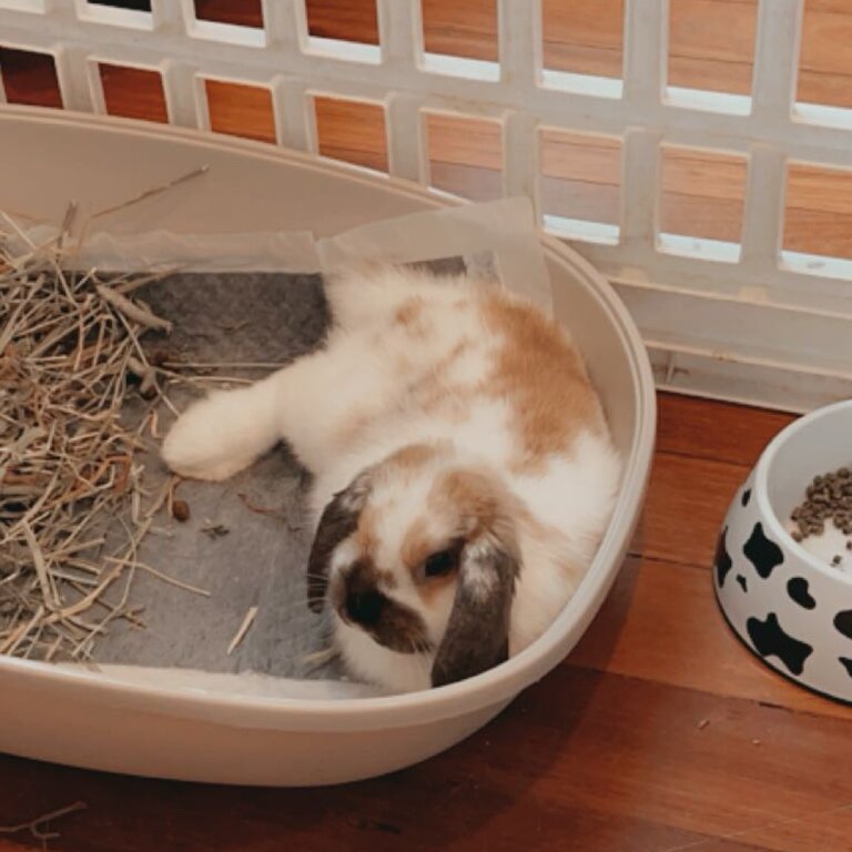 Holland lop rabbit for sale 