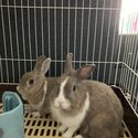 Blue eyed rabbits for sale-1