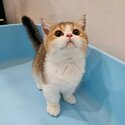 British shorthair golden-shaded munchkin short leg-0