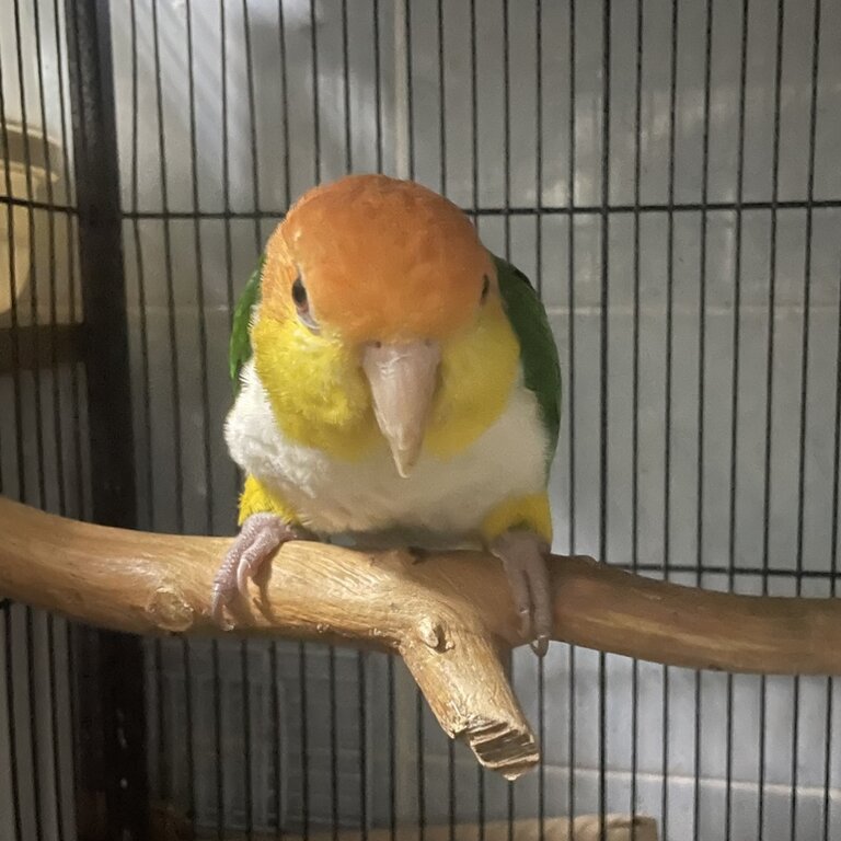 Caique bonded pair 