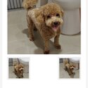 Rehome Maltipoo -0