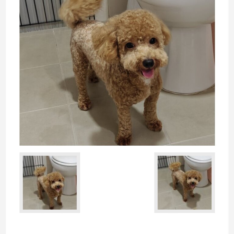 Rehome Maltipoo 