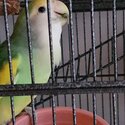 Peach-faced lovebird -5