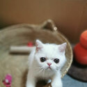 Pure White Flat Face Persian-1