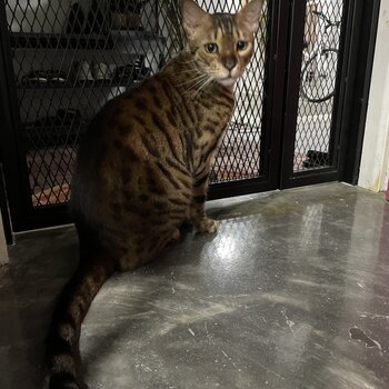 Bengal for adoption - 3.5 years old