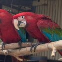 Green Winged Macaw Babies-1