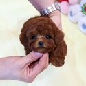 Beautiful Teacup Poodle dogs for sale Singapore