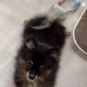 Pomsky × Pomeranian Puppy-3