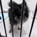 Merle Pomeranian (Negotiable) -3