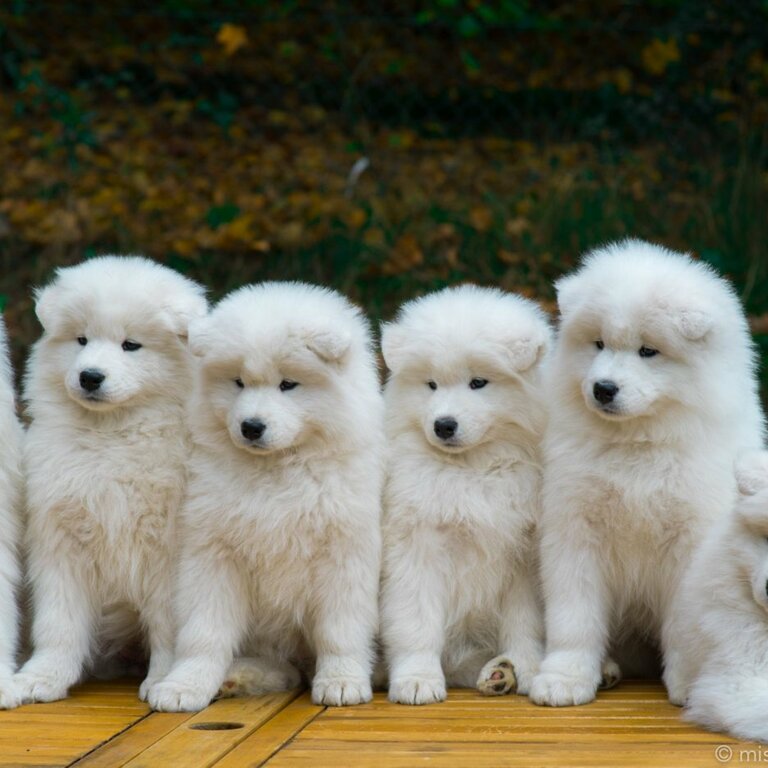 Stunning Samoyed Puppies Ready Now