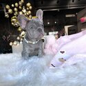 Top Quality imported Bloodline French Bulldog Puppies-4