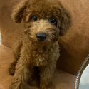brown miniature poodle puppy-0