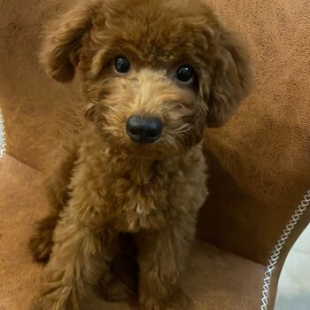 brown miniature poodle puppy