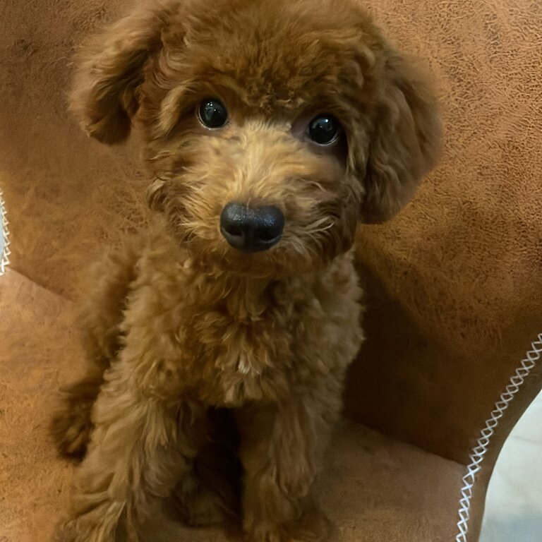 brown miniature poodle puppy
