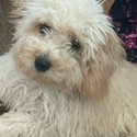 *Taken* Cavapoo Puppy 7 Month Old-2