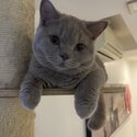 Gorgeous British Shorthair for sale-3