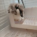 Lion head x lop bunny for sale!-0