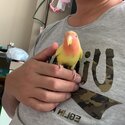 Extremely tame lovebird (Puppy character)-1