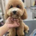 Poochon (Poodle mix Bichon)-2