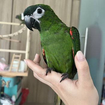 Hahns macaw for a new home