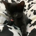 Adorable mixed breed Kittens available-1