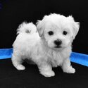 Maltese / golden Retriever Puppies for adoption for details email murbyjay@ gmail. com-1