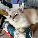 (RE-HOMED) Blue Lynx Bi-color Ragdoll -0