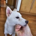 Rehoming my Dog (Male Shiba Inu) due to Relocation-2