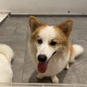 1 yr old mixed corgi siblings for sale-3