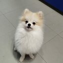 8-month old Pomeranian for sale-2