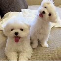 Maltese / golden Retriever Puppies for adoption for details email murbyjay@ gmail. com-0