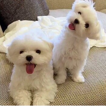 Maltese / golden Retriever Puppies for adoption for details email murbyjay@ gmail. com