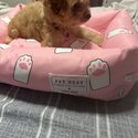 Maltipoo For sale -3