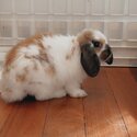 Cute holland lop bunny for sale! -3