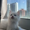 White Maine Coon kittens looking for a family -0