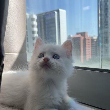 White Maine Coon kittens looking for a family 