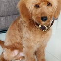 Cute Cavapoo for Rehoming-1