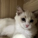 Pedigree Ragdoll Kittens - Private Adoption-2