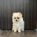 2 mths old male pomeranian puppy-1