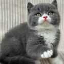 British shorthair Kittens