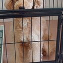 Pure miniature poodle for sale-1