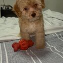 Maltipoo For sale -1