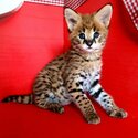 Savannah Kittens for Sale-0